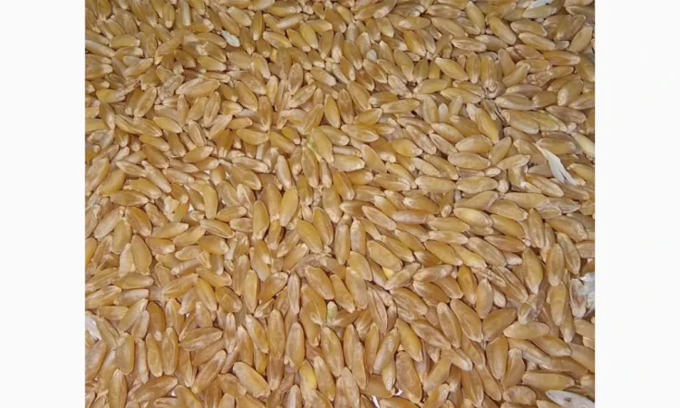 Покупка пшеницы твердых сортов - фото № 1