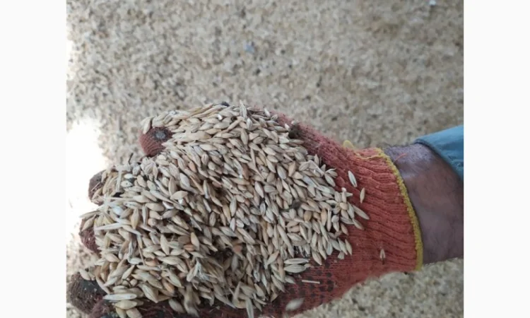 Продаю пшеницю урожаю 2023 року - фото № 1