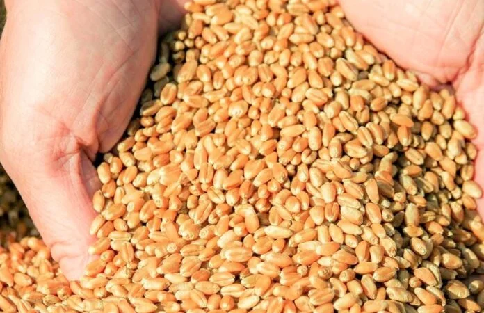 300 тонн пшеницы 3 класса - фото № 1