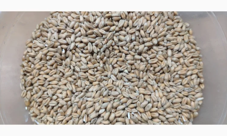 Куплю очищену пшеницю 4 класу - фото № 1