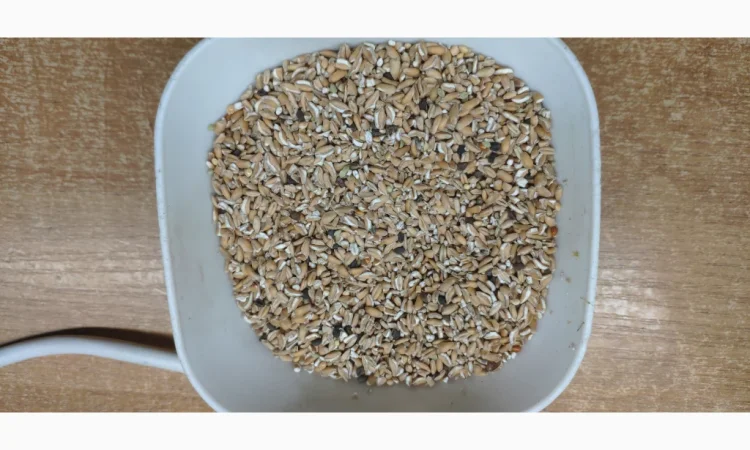 Продается пшеница дроблёная - фото № 1