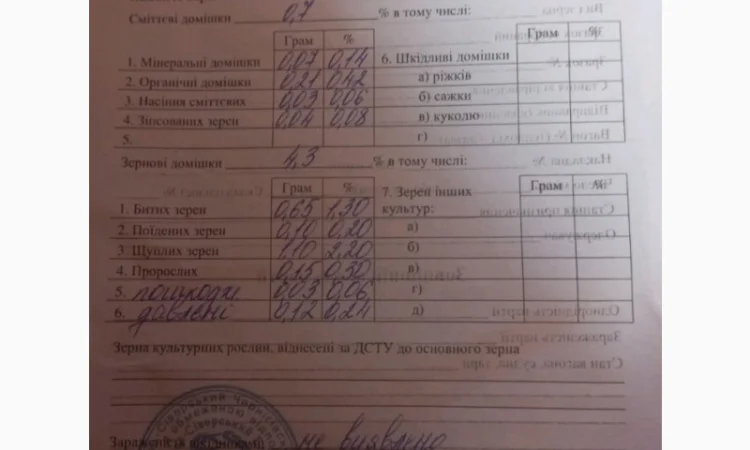 Пшениця озима на продаж - фото № 1