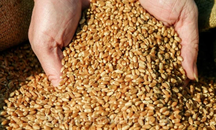 Пшениця Максима одеська на продажу - фото № 1