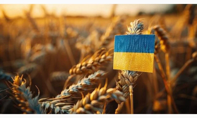 Купівля пшениці 2/3/4 класу у виробників - фото № 1