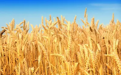 Закупаем пшеницу и другую сельхозпродукцию в Одессе - фото № 1