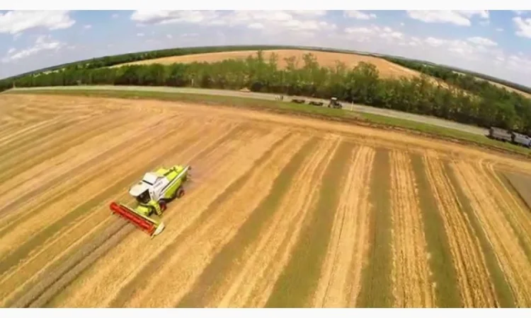 Закупаем пшеницу 2-3 класса в Ровно - фото № 1