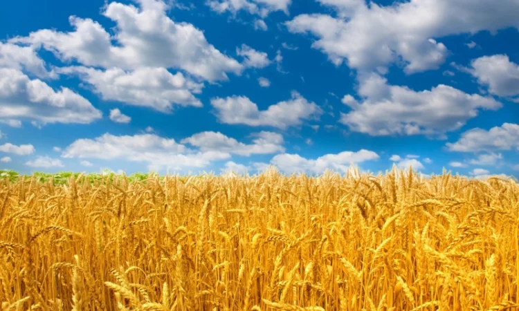 Закупаем пшеницу 2-3 класса дорого в г. Запорожье - фото № 1