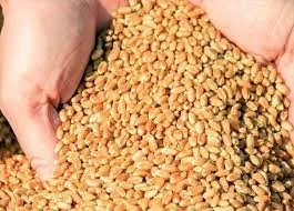 Куплю пшеницу 2 класса по всей Украине - фото № 1