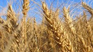 Агрокомпания закупает пшеницу 2 класса в г. Львов - фото № 1