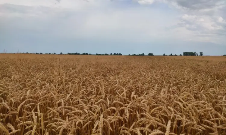Продажа фуражной пшеницы - фото № 1