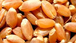 Закупівля зерна фуражної ПШЕНИЦІ в Луцьку - фото № 1