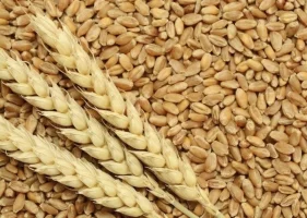 Пшениця 3 класу на продаж - фото № 1