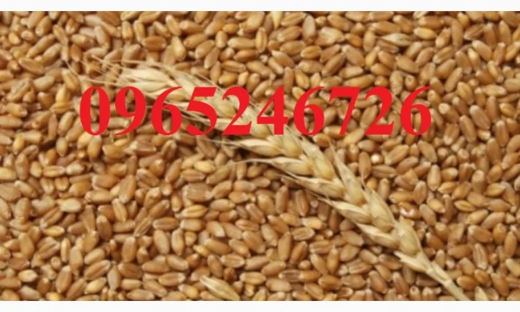 Куплю озиму пшеницю 3.5 тонни - фото № 1