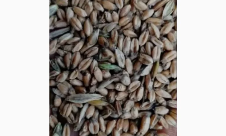 Покупка проблемной пшеницы от 20 тонн - фото № 1