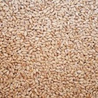 Насіння озимої пшениці Щедрівка Київська - фото № 1