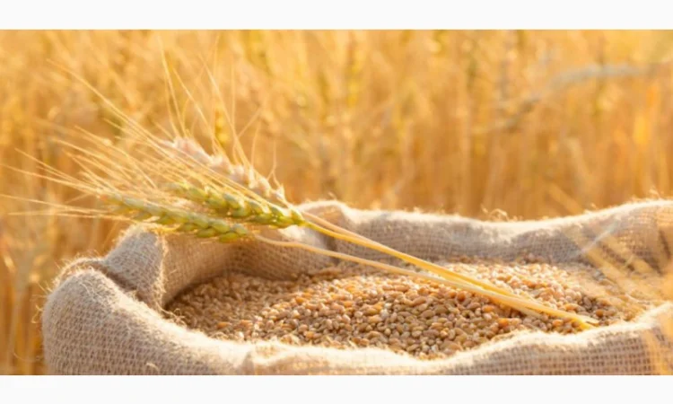 Закупка пшеницы - фото № 1