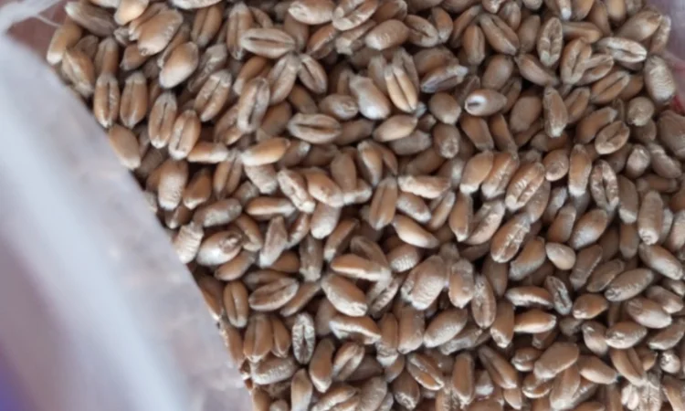 Продаю насіння озимої пшениці - фото № 1