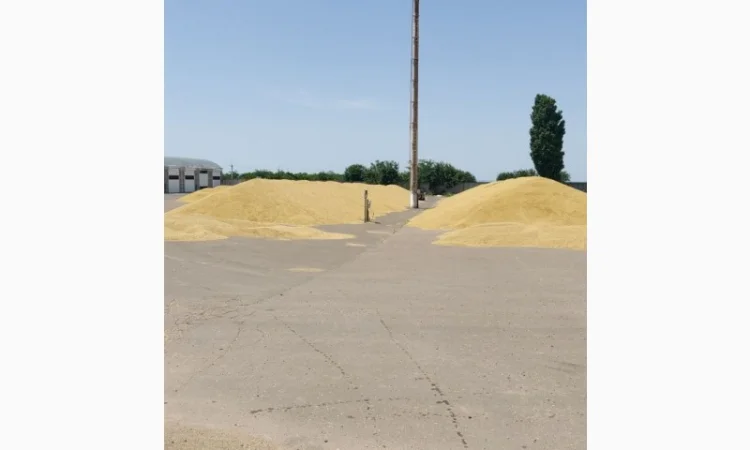 Покупка пшениці від виробника - фото № 1