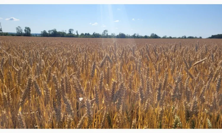 Продажа насіння озимої пшениці - фото № 1