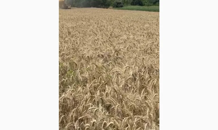 Продаж насіння озимої пшениці Краєвид - фото № 1