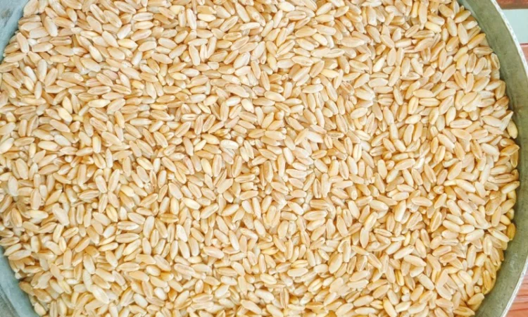 Продажа насіння пшениці озимої твердої сорт Крейсер - фото № 1