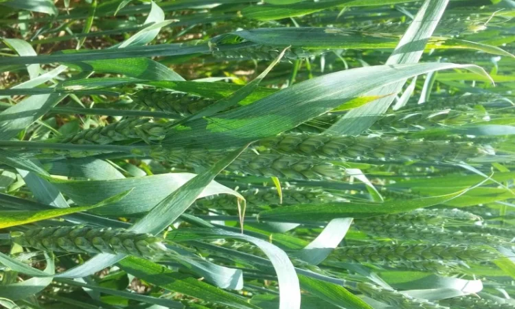 Продается пшеница сорт "Привітна" - фото № 1