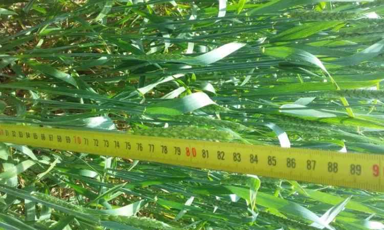 Продается пшеница сорт "Привітна" - фото № 2