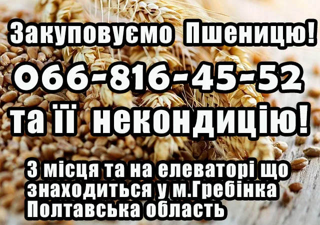 Закуповуємо пшеницю 2,3,4 клас - фото № 1
