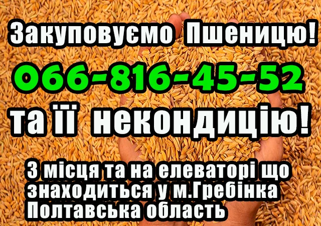 Закупаем пшеницу 2, 3, 4 класса - фото № 1
