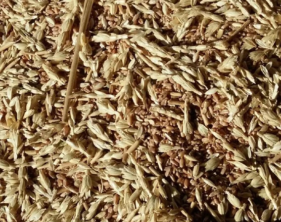 Купуємо некондицію та зерновідходи. Самовивіз - фото № 1