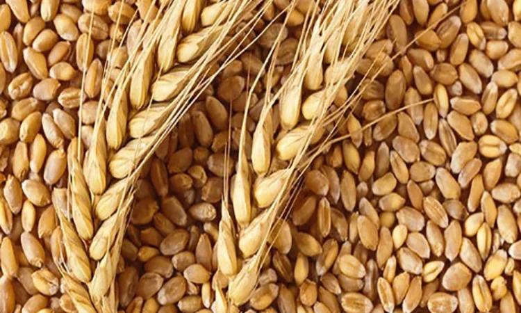 Купуємо побічні продукти зернових - фото № 1