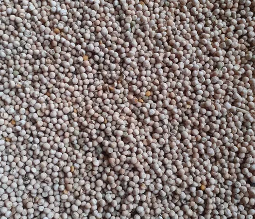 Продаю кормовий горох - фото № 1