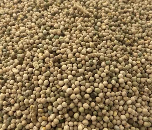 Кормовий горох зимуючий - фото № 1