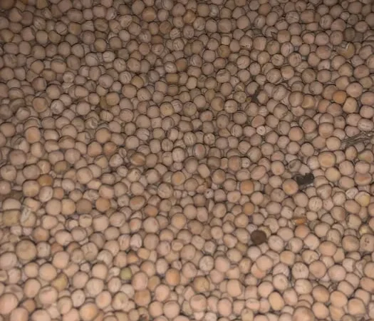 Продам горох для корму - фото № 1