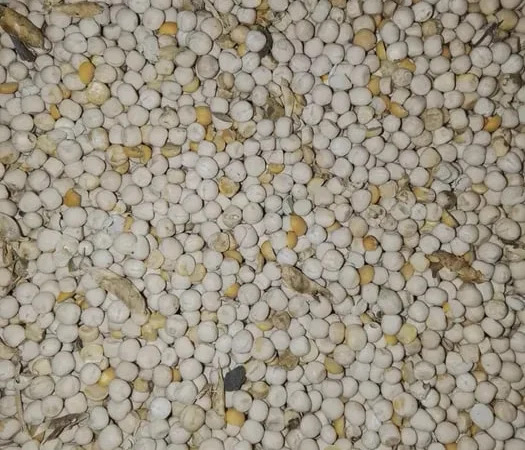 Продам горох фураж на корм - фото № 1