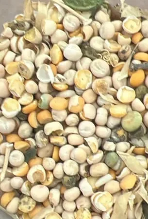 Горох отходы доставка от 100 кг - фото № 1