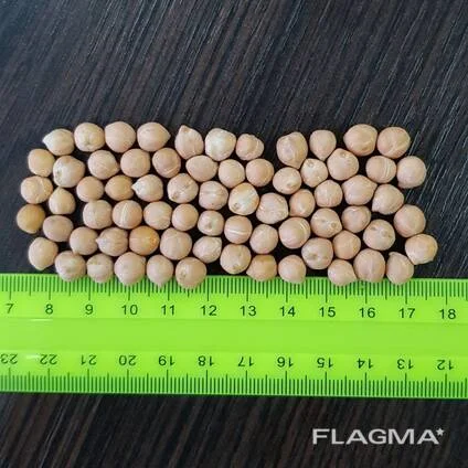 Нут сортекс от производителя 6 8 9 - фото № 1