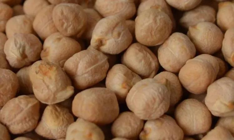 Горох Нут, чина семена - фото № 1