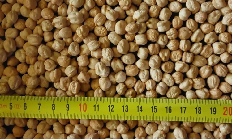 Нут Арас крупноплодный турецкий - продажа - фото № 1