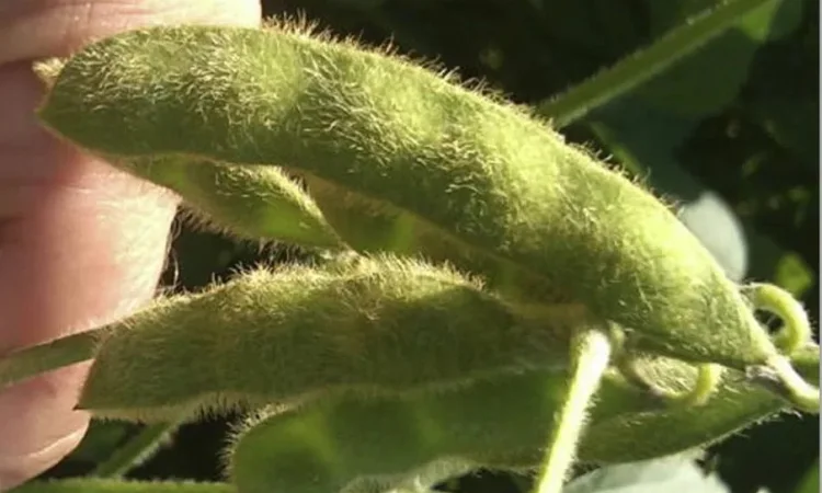 Насіння сої KANZAS ранньостиглої групи - фото № 1