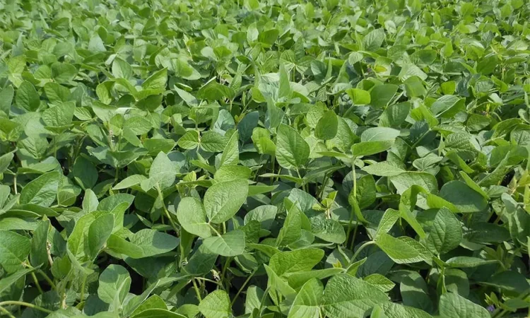 Посівна соя - фото № 1