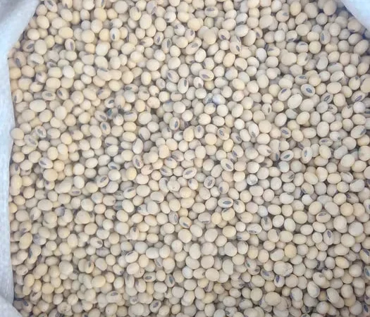 Продається посівна соя - фото № 1