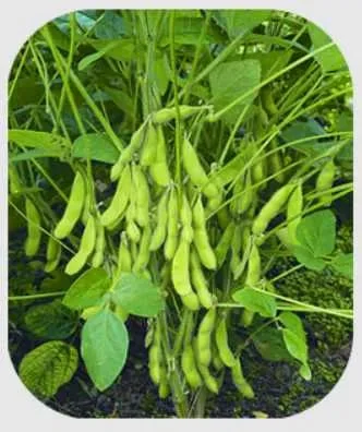 Насіння сої гмо (под Раундап) Рубі, Стайн в продаже - фото № 1