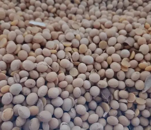 Продам сою сорт"Абі" під раундап і пшеницю 4-клас - фото № 1