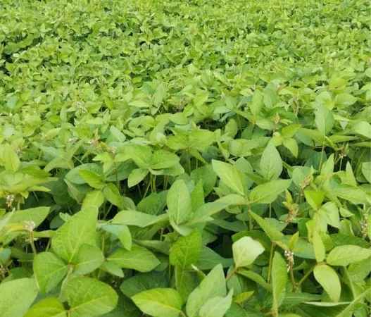 Продам сою Канзас, насіння сої, соя під Раундап - фото № 1