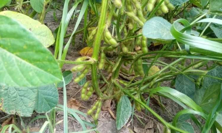 Соя посівна під раундап - фото № 1