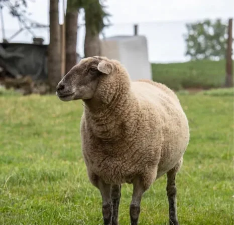 Продаються барани живцем та тушками - фото № 1