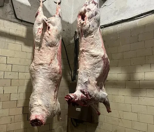 Продаж туш баранини - фото № 1