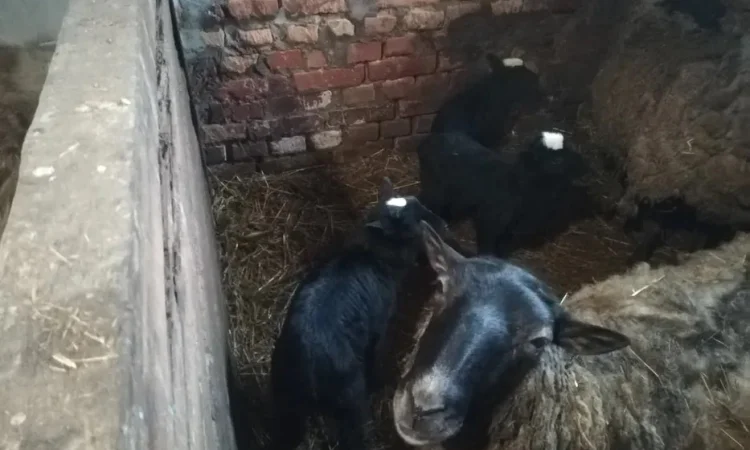 Ягнята овечок романівської породи, тушки - фото № 1