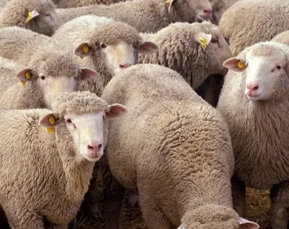 Баранина живою вагою та вівці в Рожищі - фото № 1